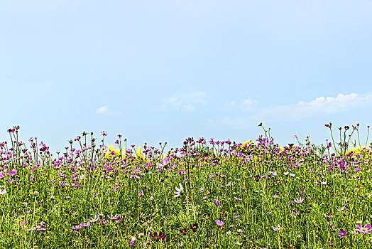 花丛