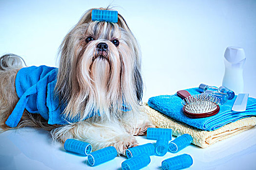 西施犬,狗,洗,打理,概念,头像,浴袍,毛巾,卷发夹,白色背景,蓝色背景