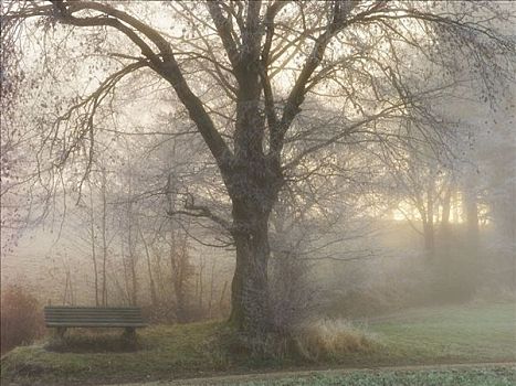 长椅,树,雾