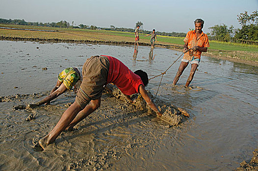 农民,地点,孟加拉,一月,2008年