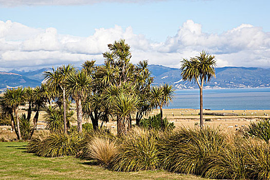 卷心菜,树,湾,北岛,新西兰