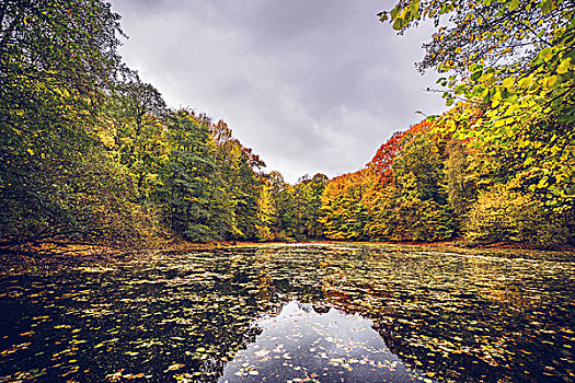 湖,遮盖,秋叶,靠近,树林,秋色,秋天,落叶,水