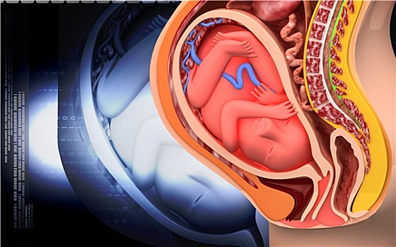 怀孕,身体部位,胎儿