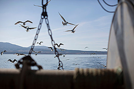 海鸥,斯凯岛,苏格兰