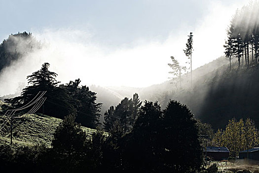 早晨,雾气,树,公路,靠近,北岛,新西兰