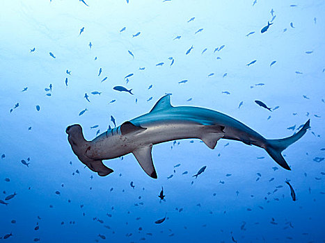 圆齿状,路氏双髻鲨,岛屿,哥斯达黎加,北美