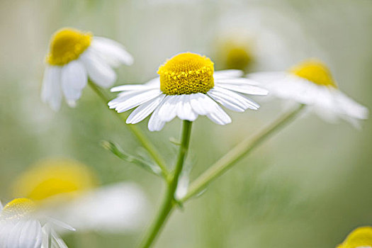 甘菊,花