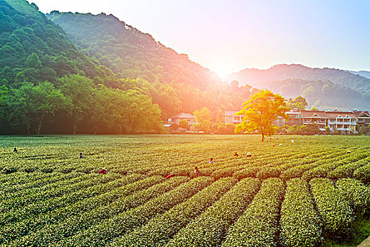 龙井,茶,花园,杭州,西湖