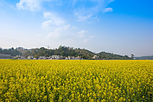 油菜花