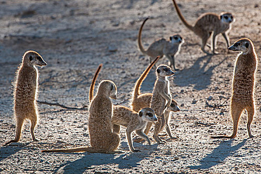 猫鼬,幼仔,卡拉哈迪大羚羊国家公园,北开普,南非,非洲