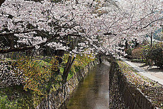 道路,哲学体系,东山,京都,日本