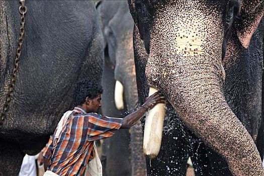 大象,节日,喀拉拉,印度南部,亚洲