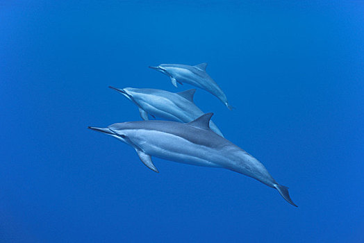 海豚,长吻原海豚,小笠原群岛,日本,亚洲