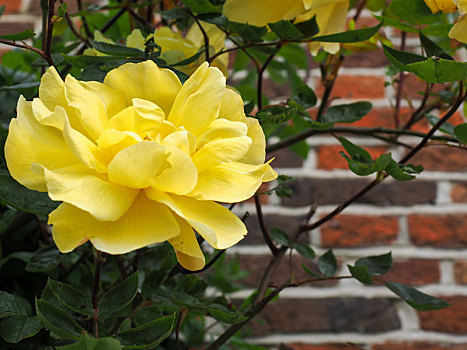 黄玫瑰,花,墙壁
