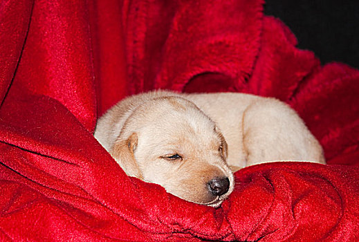 黄色拉布拉多犬,睡觉,红色,毯子