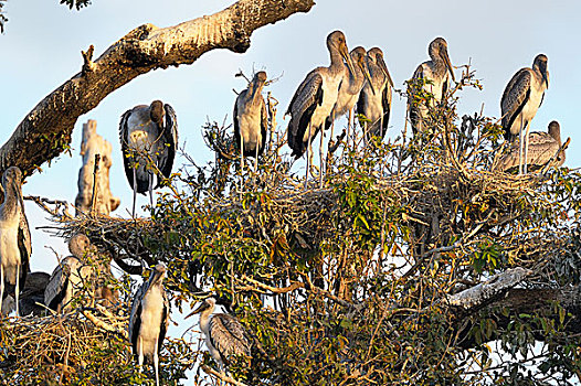 鹳,鹮鹳属,朱鹭,饲养,生物群,雏鸟,小动物,坐,树,南卢安瓜国家公园,赞比亚,非洲