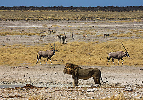 狮子,南非大羚羊,羚羊,埃托沙国家公园,纳米比亚,非洲