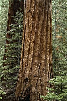 巨杉,小树林,优胜美地国家公园,加利福尼亚,美国