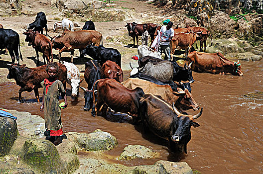 非洲,卫生,洗,衣服,牧群,牛,河,裂隙,山谷,埃塞俄比亚