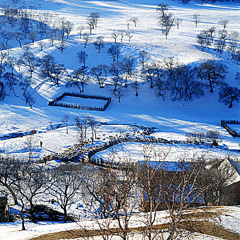 内蒙古冬天坝上放牧羊群