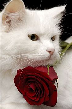 白色,猫,红玫瑰