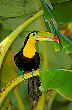 巨嘴鸟,栖息,香蕉,树,洪都拉斯,中美洲