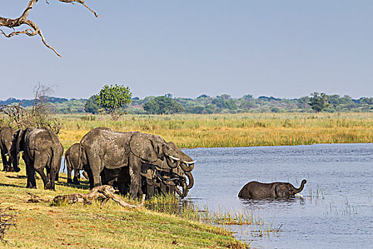 牧群,大象,河,马掌,弯曲,国家公园,赞比西,纳米比亚,非洲