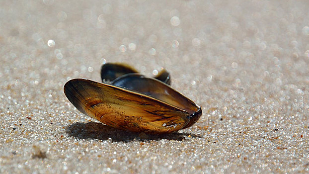 贻贝壳,海滩