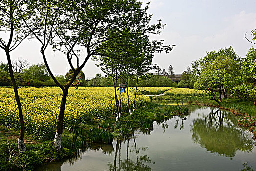 春天的杭州西溪湿地景观