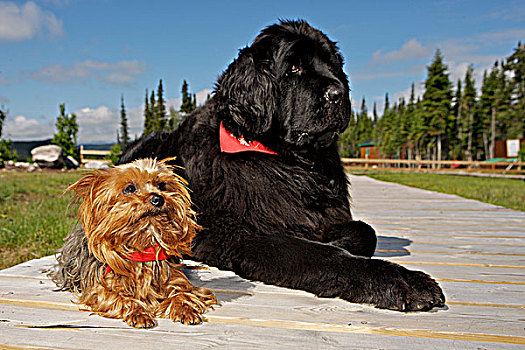 纽芬兰,狗,枫树,住宿,南方,拉布拉多犬,加拿大