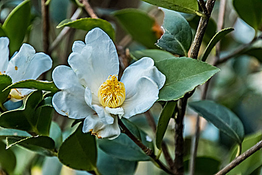 白色棉花特写