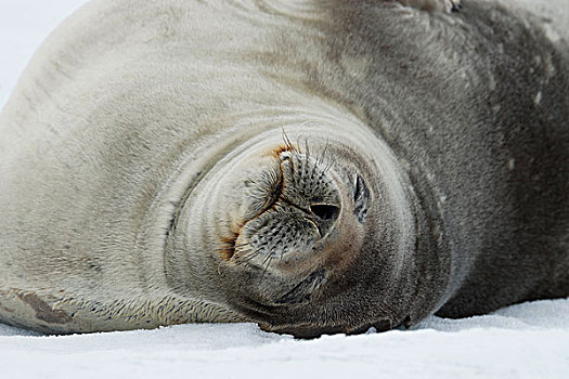 食蝦海豹,食蟹海豹,睡觉,南极半岛,南极
