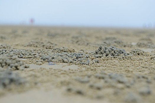 退潮后海滩上有生机的沙粒
