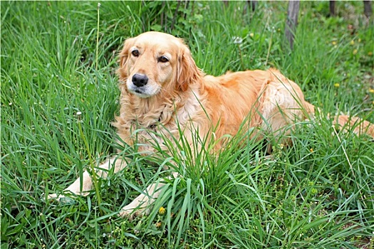 金毛猎犬,卧,草丛
