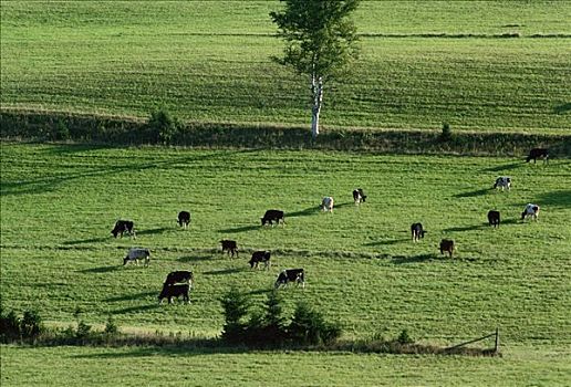 牛,靠近,爱德华王子岛,加拿大