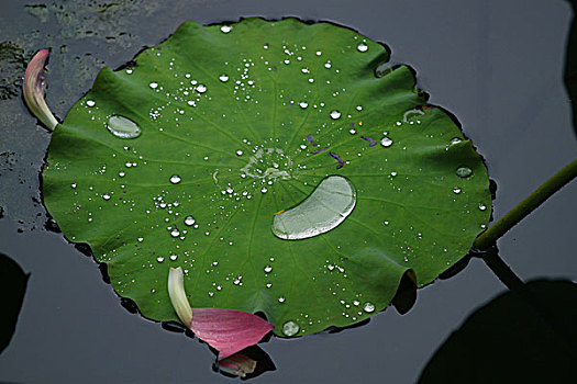 荷花雨荷