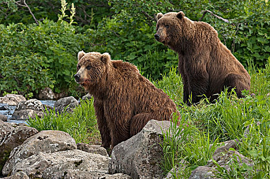 棕熊,母亲,一岁,幼兽,堪察加半岛,俄罗斯