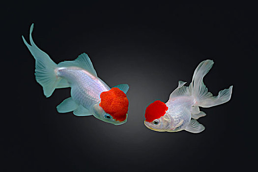 两只金鱼