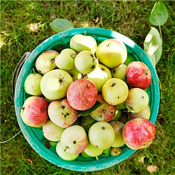 桶,成熟,苹果,水果,果园
