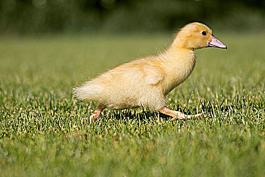 一个,小鸭子,跑,草地