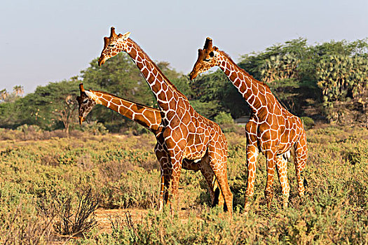 网纹长颈鹿,长颈鹿,萨布鲁国家公园,肯尼亚,非洲