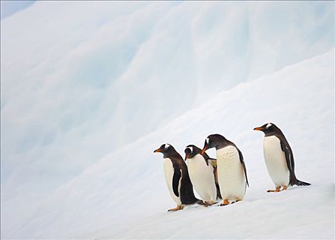 巴布亚企鹅,聚会,冰山,通道,南极