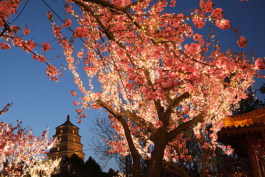 陕西西安大雁塔夜景和夜晚的樱花