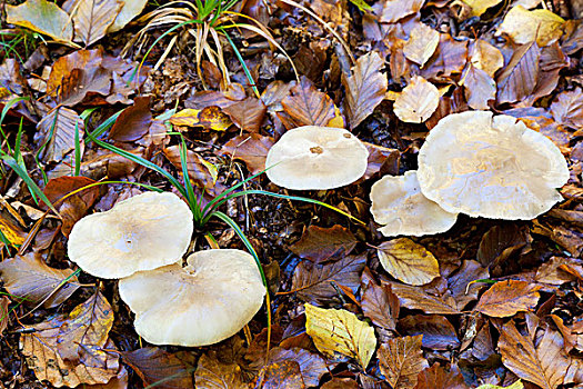 蘑菇,纳瓦拉,西班牙