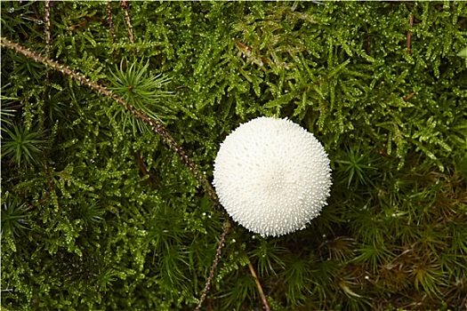 普通,苔藓,林中地面