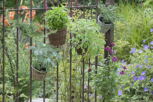 篮子,药草,生锈,花园栅栏,鼠尾草