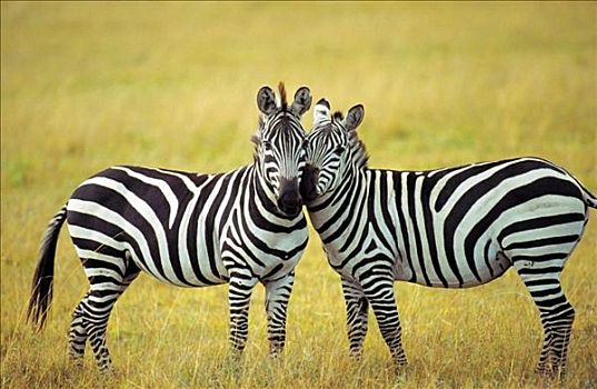 马,哺乳动物,萨布鲁国家公园,肯尼亚,非洲,动物