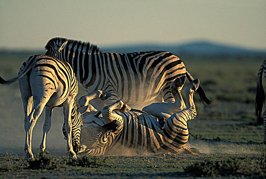 纳米比亚,埃托沙国家公园,平原斑马,斑马,灰尘
