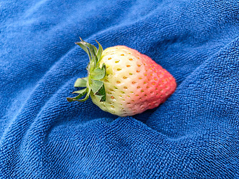 草莓,淡雪草莓