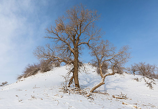 胡杨林,冬季,雪景